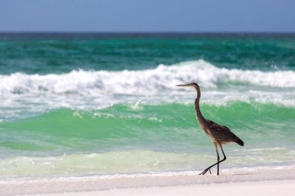 Things To Do https://rivardnet.icnd-cdn.com/images/thingstodo/30A-Bird-Watching_0.jpg